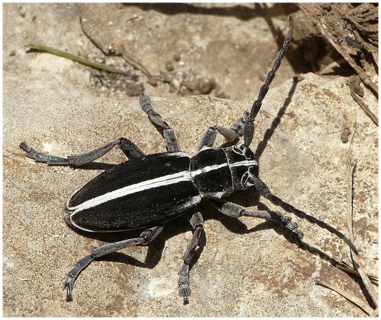 Cerambycidae?   S,  Dorcadion arenarium